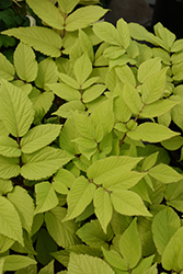 Gotemba Japanese Spikenard (Aralia cordata 'Gotemba') at The Mustard Seed