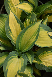 Orange Marmalade Ball Hosta (Hosta 'Orange Marmalade') at The Mustard Seed