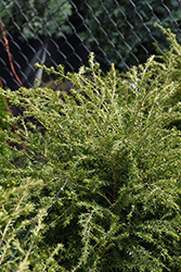 Emerald Fountain Hemlock (Tsuga canadensis 'Monler') at The Mustard Seed