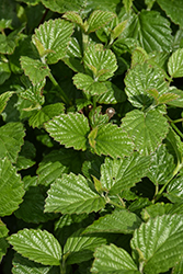 Sparkler Viburnum (Viburnum dentatum 'SMVDE') at The Mustard Seed