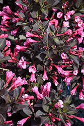 Coco Chill Weigela (Weigela florida 'VBL1') at The Mustard Seed