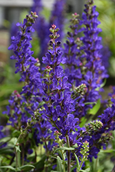 Dark Matter Meadow Sage (Salvia nemorosa 'Dark Matter') at The Mustard Seed