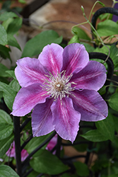 Kilian Donahue Clematis (Clematis 'Kilian Donahue') at The Mustard Seed