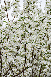 Spring Snow Flowering Crab (Malus 'Spring Snow') at The Mustard Seed
