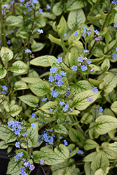 Alexandria Bugloss (Brunnera macrophylla 'Alexandria') at The Mustard Seed