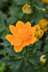 Golden Queen Globeflower (Trollius chinensis 'Golden Queen') at The Mustard Seed