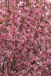 Rejoice Flowering Crab (Malus 'Rejzam') at The Mustard Seed
