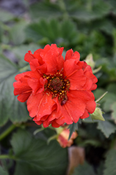 Double Bloody Mary Avens (Geum 'Double Bloody Mary') at The Mustard Seed