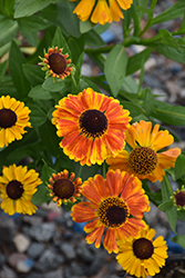 Mardi Gras Sneezeweed (Helenium 'Mardi Gras') at The Mustard Seed