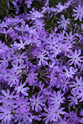 Bedazzled Lavender Phlox (Phlox 'Bedazzled Lavender') at The Mustard Seed