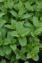 Mojito Mint (Mentha x villosa 'Mojito') at The Mustard Seed