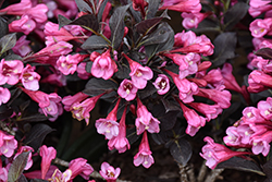 Coco Chill Weigela (Weigela florida 'VBL1') at The Mustard Seed