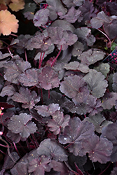 Black Forest Cake Coral Bells (Heuchera 'Black Forest Cake') at The Mustard Seed