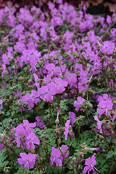 Intense Cranesbill (Geranium x cantabrigiense 'Intense') at The Mustard Seed