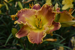 Titan Skye Daylily (Hemerocallis 'MON7091') at The Mustard Seed