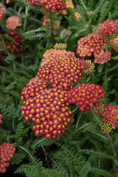 Desert Eve Red Yarrow (Achillea millefolium 'Desert Eve Red') at The Mustard Seed