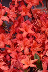 Electric Lights Red Azalea (Rhododendron 'UMNAZ 502') at The Mustard Seed