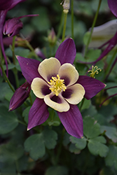 Earlybird Purple and Yellow Columbine (Aquilegia 'PAS1258488') at The Mustard Seed