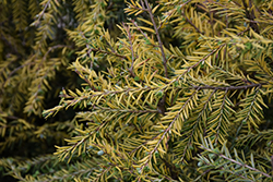 Golden Splendor Hemlock (Tsuga canadensis 'Golden Splendor') at The Mustard Seed
