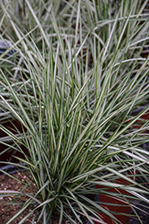 Lightning Strike Variegated Reed Grass (Calamagrostis x acutiflora 'Lightning Strike') at The Mustard Seed