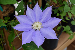 H.F. Young Clematis (Clematis 'H.F. Young') at The Mustard Seed