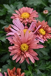 Coral Daisy Chrysanthemum (Chrysanthemum 'Coral Daisy') at The Mustard Seed