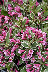 My Monet Purple Effect Weigela (Weigela florida 'Verweig8') at The Mustard Seed