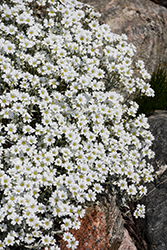 Yo Yo Snow-In-Summer (Cerastium tomentosum 'Yo Yo') at The Mustard Seed