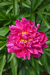 Karl Rosenfield Peony (Paeonia 'Karl Rosenfield') at The Mustard Seed