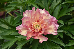 Julia Rose Peony (Paeonia 'Julia Rose') at The Mustard Seed