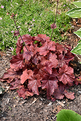 Northern Exposure Red Coral Bells (Heuchera 'TNHEUNER') at The Mustard Seed