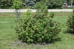 Red Lake Red Currant (Ribes rubrum 'Red Lake') at The Mustard Seed