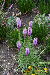 Blazing Star (Liatris spicata) at The Mustard Seed