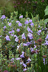 Hairy Wild Petunia (Ruellia humilis) at The Mustard Seed