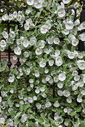 Kintzley's Ghost Honeysuckle (Lonicera reticulata 'Kintzley's Ghost') at The Mustard Seed