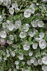 Kintzley's Ghost Honeysuckle (Lonicera reticulata 'Kintzley's Ghost') at The Mustard Seed