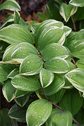 Variegated Solomon's Seal (Polygonatum odoratum 'Variegatum') at The Mustard Seed
