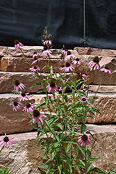 Narrow Leaf Coneflower (Echinacea angustifolia) at The Mustard Seed