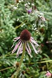 Pale Purple Coneflower (Echinacea pallida) at The Mustard Seed