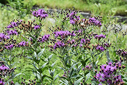 Prairie Ironweed (Vernonia fasciculata) at The Mustard Seed