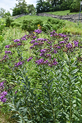 Prairie Ironweed (Vernonia fasciculata) at The Mustard Seed