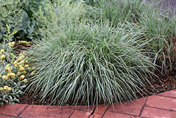 Standing Ovation Bluestem (Schizachyrium scoparium 'Standing Ovation') at The Mustard Seed