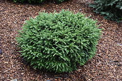 Pumila Dwarf Norway Spruce (Picea abies 'Pumila') at The Mustard Seed