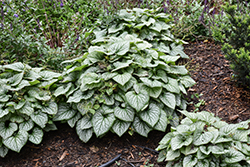 Alexandria Bugloss (Brunnera macrophylla 'Alexandria') at The Mustard Seed