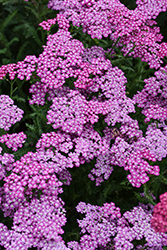 New Vintage Violet Yarrow (Achillea millefolium 'Balvinolet') at The Mustard Seed