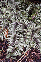 Crested Surf Japanese Painted Fern (Athyrium niponicum 'Crested Surf') at The Mustard Seed