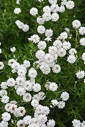 Peter Cottontail Yarrow (Achillea ptarmica 'Peter Cottontail') at The Mustard Seed