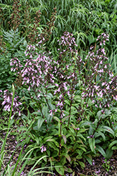 Dakota Verde Beard Tongue (Penstemon digitalis 'TNPENDV') at The Mustard Seed