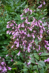 Dakota Verde Beard Tongue (Penstemon digitalis 'TNPENDV') at The Mustard Seed