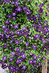 Jackmanii Superba Clematis (Clematis 'Jackmanii Superba') at The Mustard Seed